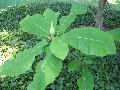 Hybrid Ashe Magnolia / Magnolia macrophylla x Magnolia ashei 